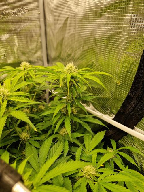 Zkittlez and Tropicana Cookies. Week 8 - Tropicana Cookies