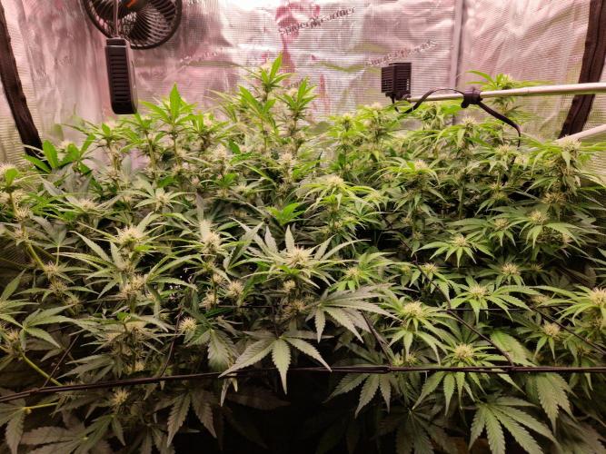 Zkittlez and Tropicana Cookies. Week 8