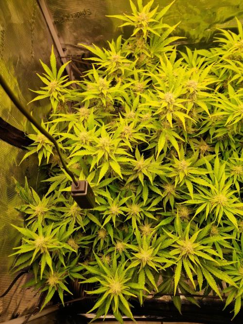 Zkittlez and Tropicana Cookies. Week 9 - Zkittlez