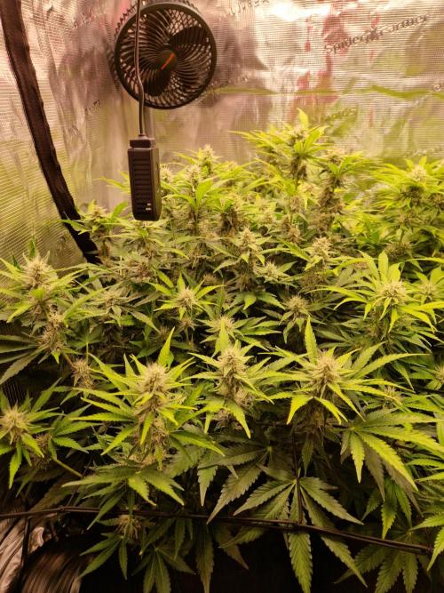 Zkittlez and Tropicana Cookies. Week 9 - Zkittlez