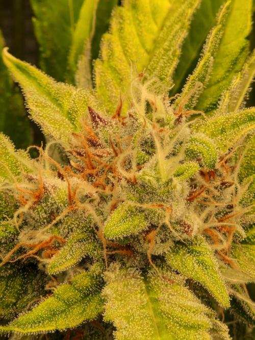 Zkittlez and Tropicana Cookies. Week 9 - Zkittlez