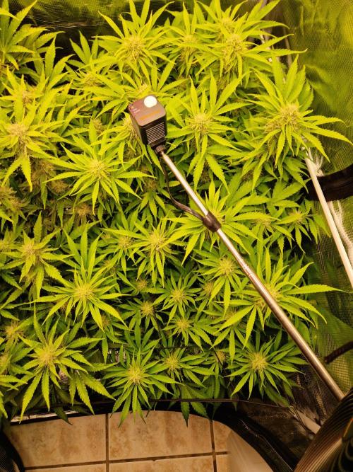 Zkittlez and Tropicana Cookies. Week 9 - Tropiana Cookies