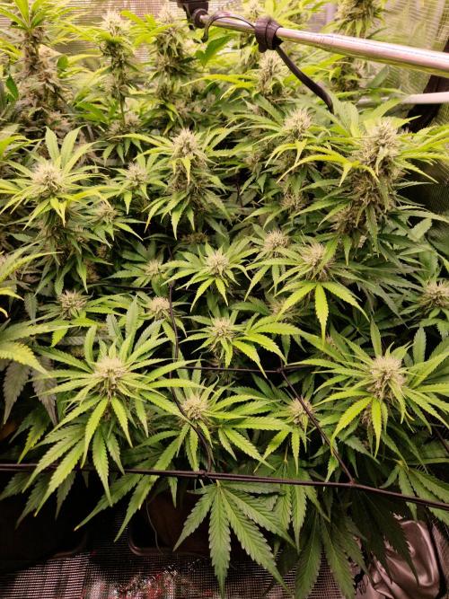 Zkittlez and Tropicana Cookies. Week 9 - Tropicana Cookies 