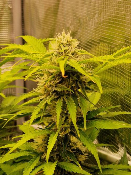 Zkittlez and Tropicana Cookies. Week 9 - Tropicana Cookies