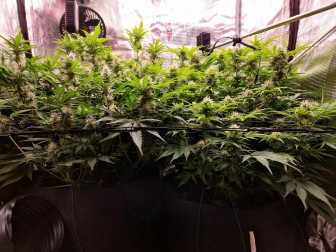 Zkittlez and Tropicana Cookies. Week 9