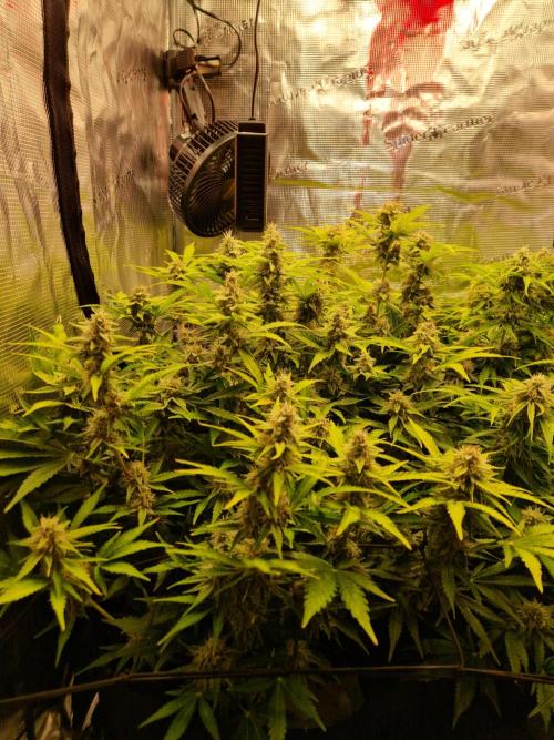 Zkittlez and Tropicana Cookies. Week 10 - Zkittlez