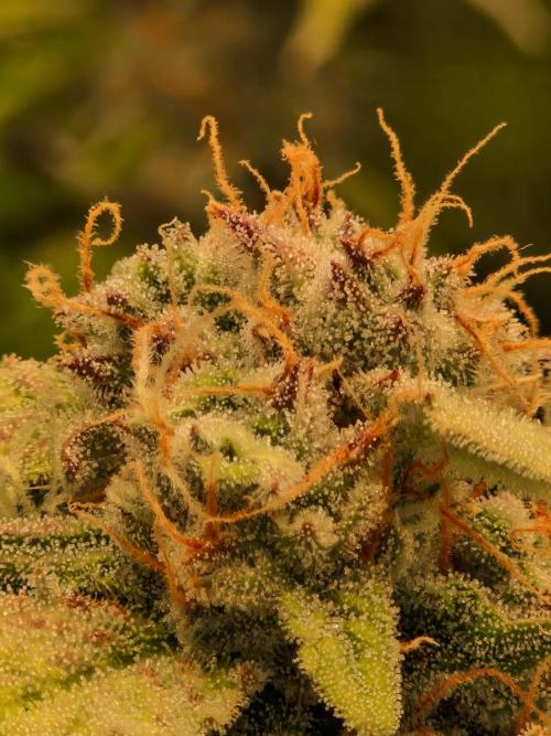 Zkittlez and Tropicana Cookies. Week 10 - Zkittlez