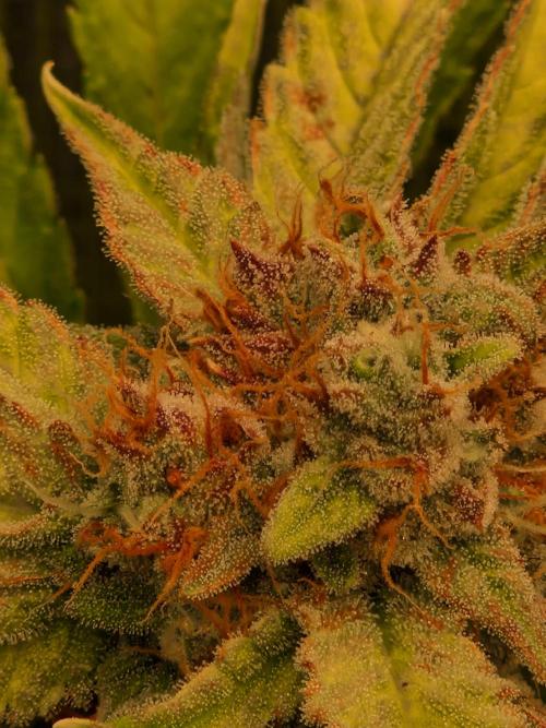 Zkittlez and Tropicana Cookies. Week 10 - Zkittlez