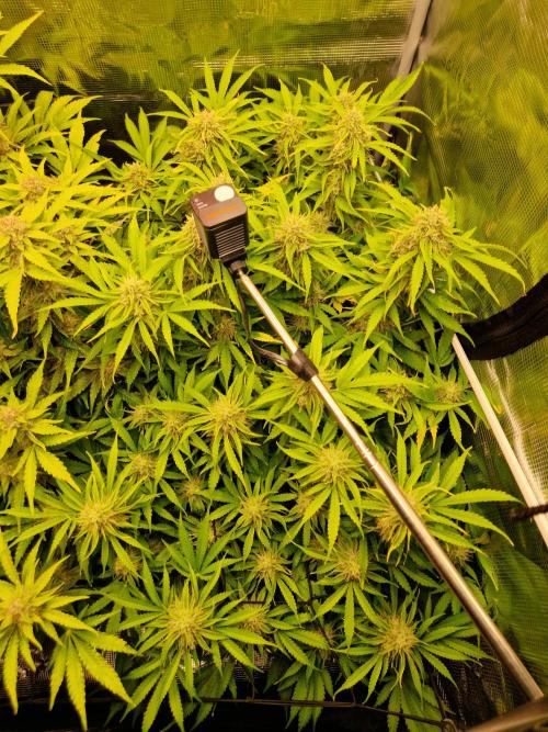 Zkittlez and Tropicana Cookies. Week 10 - Tropicana Cookies