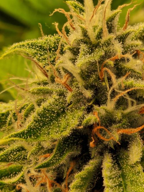 Zkittlez and Tropicana Cookies. Week 10 - Tropicana Cookies