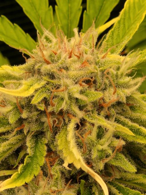 Zkittlez and Tropicana Cookies. Week 10 - Tropicana Cookies