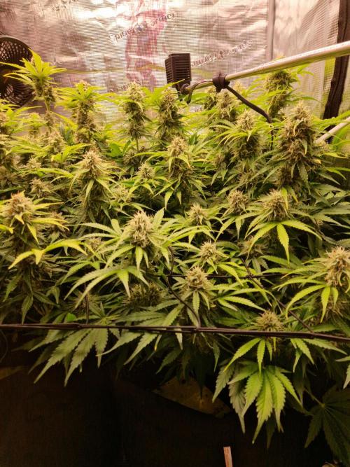 Zkittlez and Tropicana Cookies. Week 10 - Tropicana Cookies