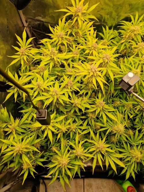 Zkittlez and Tropicana Cookies. Week 11 - Zkittlez
