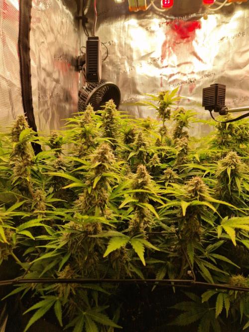Zkittlez and Tropicana Cookies. Week 11 - Zkittlez