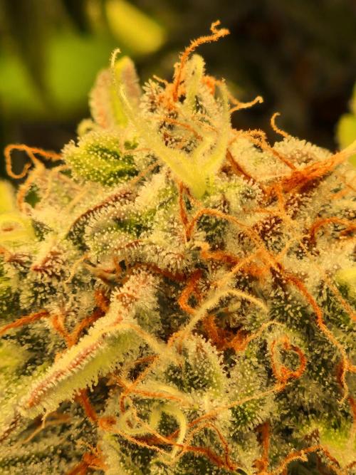 Zkittlez and Tropicana Cookies. Week 11 - Zkittlez