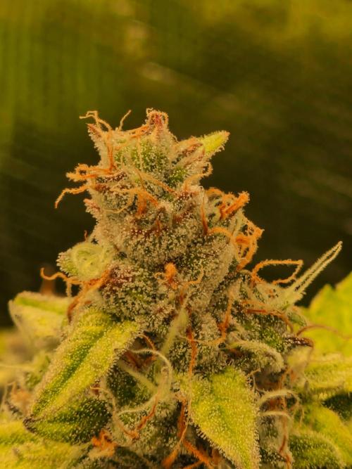 Zkittlez and Tropicana Cookies. Week 11 - Zkittlez