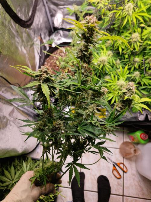 Zkittlez and Tropicana Cookies. Week 11 - Zkittlez
