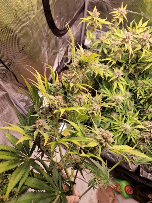 Zkittlez and Tropicana Cookies. Week 11 - Zkittlez