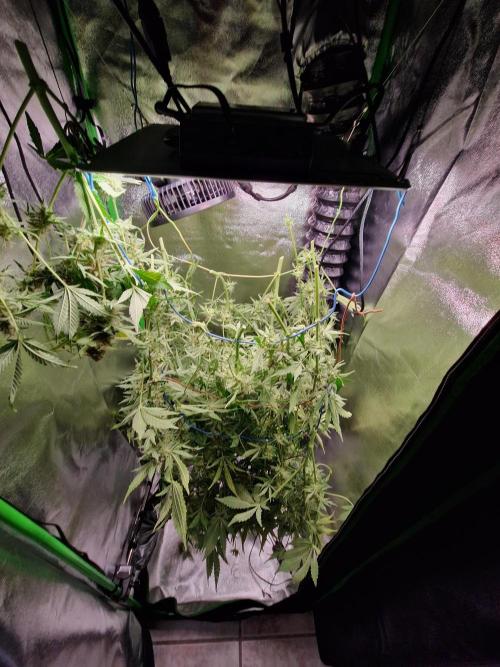 Zkittlez and Tropicana Cookies. Week 11 - Zkittlez
