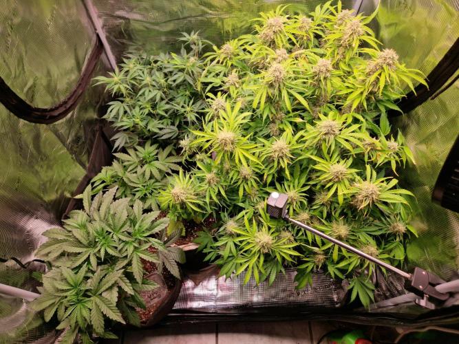Zkittlez and Tropicana Cookies. Week 11 - Tropicana Cookies