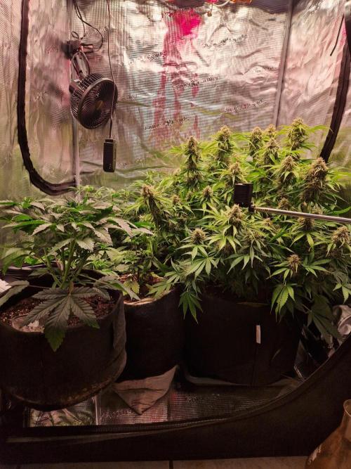 Zkittlez and Tropicana Cookies. Week 11 - Tropicana Cookies