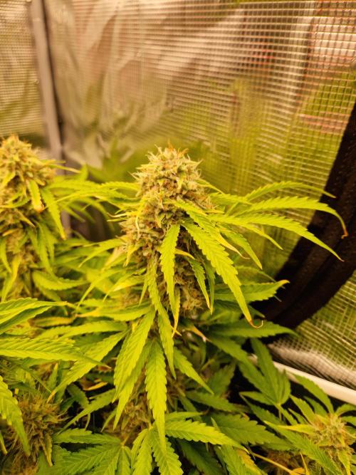 Zkittlez and Tropicana Cookies. Week 11 - Tropicana Cookies