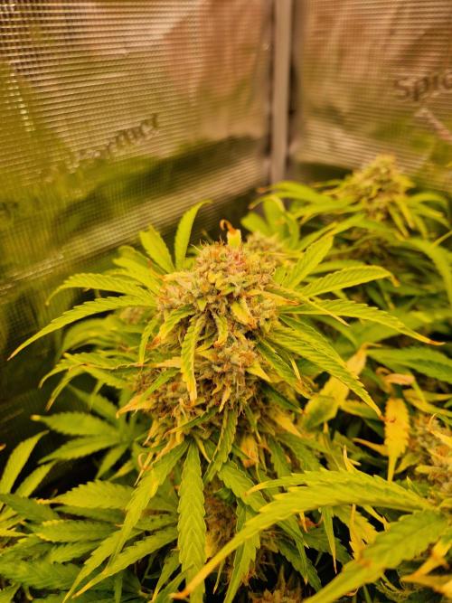 Zkittlez and Tropicana Cookies. Week 11 - Tropicana Cookies