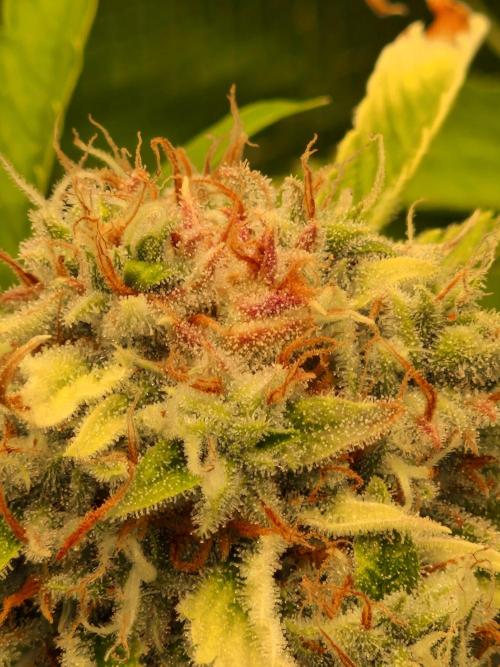Zkittlez and Tropicana Cookies. Week 11 - Tropicana Cookies
