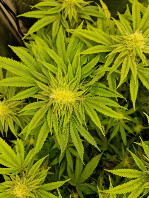 Polyploid i guess. Week 13