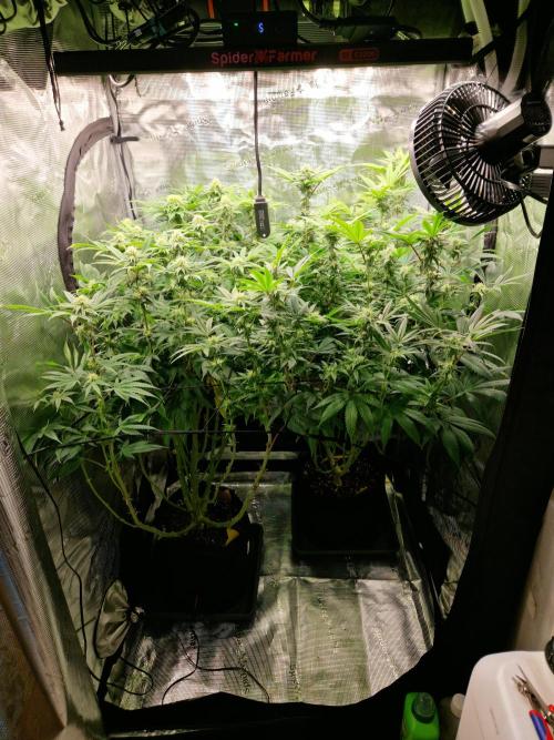 Polyploid i guess. Week 13