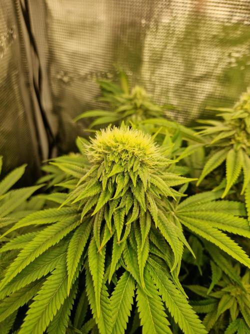Polyploid i guess. Week 14