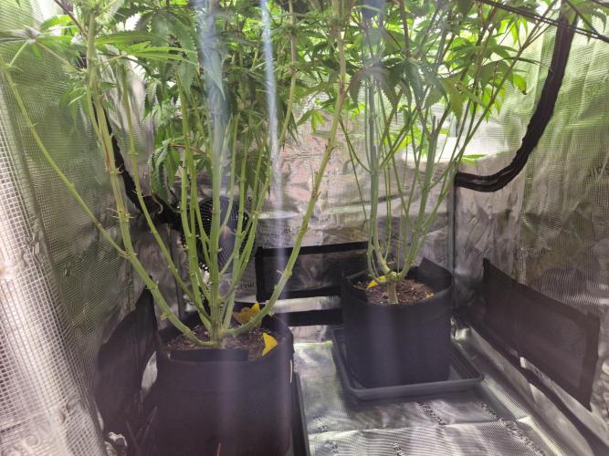 Polyploid i guess. Week 14