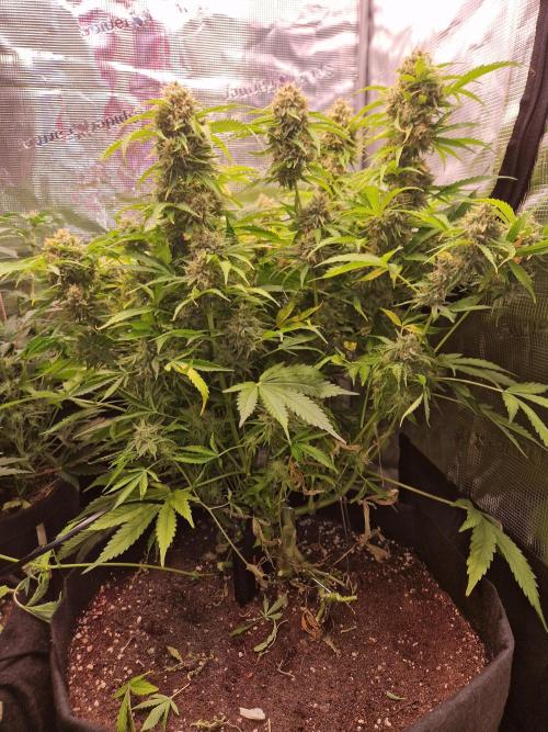 Zkittlez and Tropicana Cookies. Week 12 - Tropicana Cookies