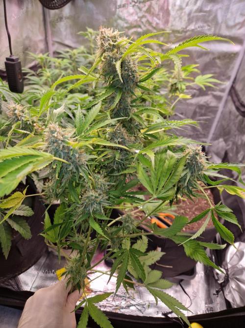 Zkittlez and Tropicana Cookies. Week 12 - Tropicana Cookies
