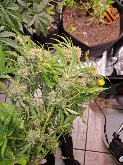 Zkittlez and Tropicana Cookies. Week 12 - Tropicana Cookies