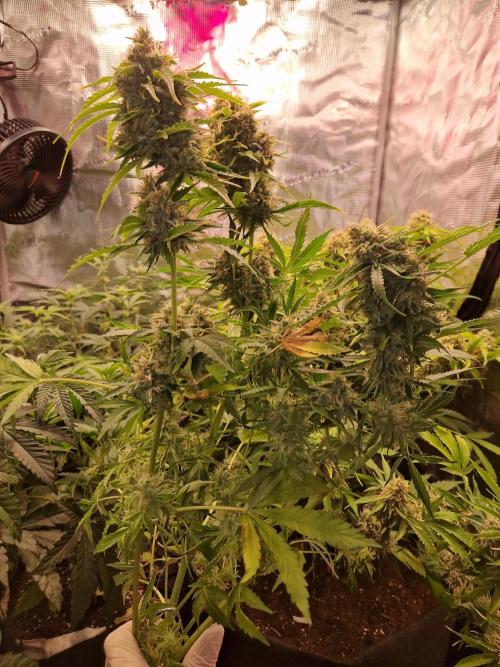 Zkittlez and Tropicana Cookies. Week 12 - Tropicana Cookies