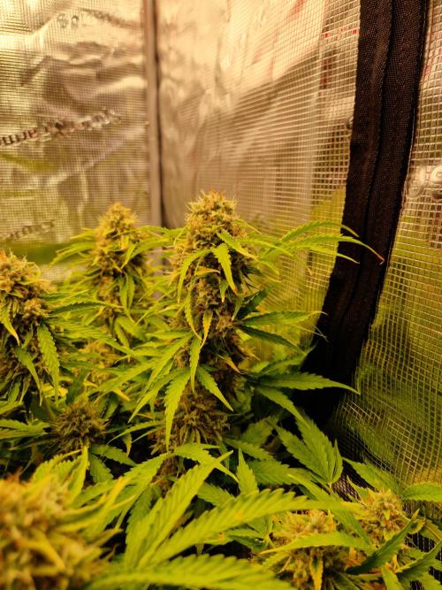 Zkittlez and Tropicana Cookies. Week 12 - Tropicana Cookies