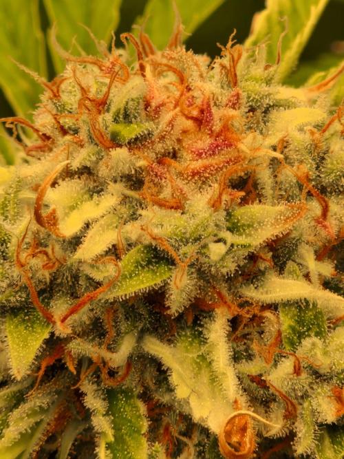 Zkittlez and Tropicana Cookies. Week 12 - Tropicana Cookies