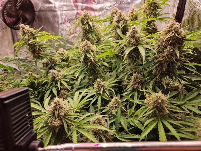 Zkittlez and Tropicana Cookies. Week 12 - Tropicana Cookies
