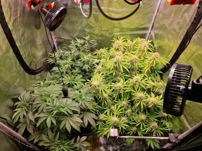 Zkittlez and Tropicana Cookies. Week 12 - Tropicana Cookies