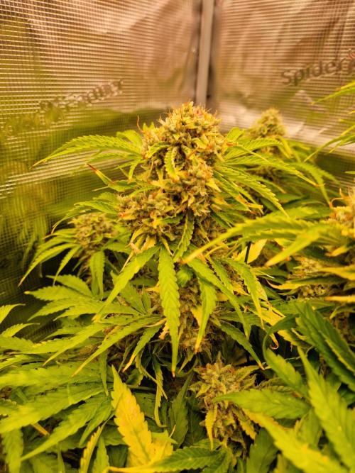 Zkittlez and Tropicana Cookies. Week 12 - Tropicana Cookies