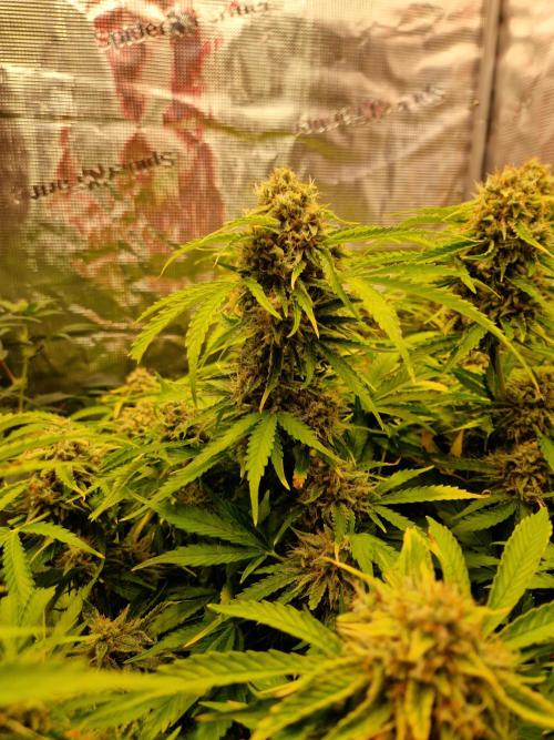 Zkittlez and Tropicana Cookies. Week 12 - Tropicana Cookies
