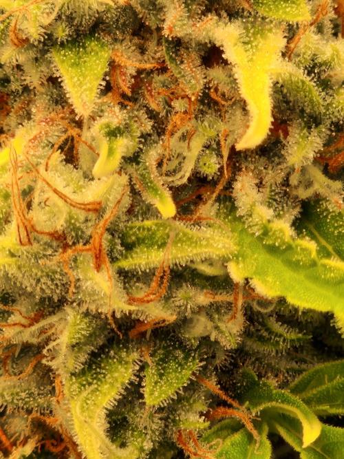 Zkittlez and Tropicana Cookies. Week 12 - Tropicana Cookies
