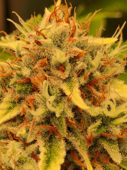 Zkittlez and Tropicana Cookies. Week 12 - Tropicana Cookies