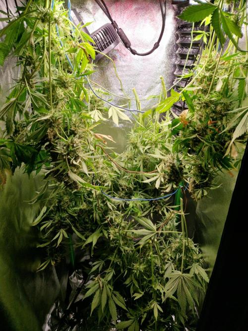 Zkittlez and Tropicana Cookies. Week 12 - Tropicana Cookies