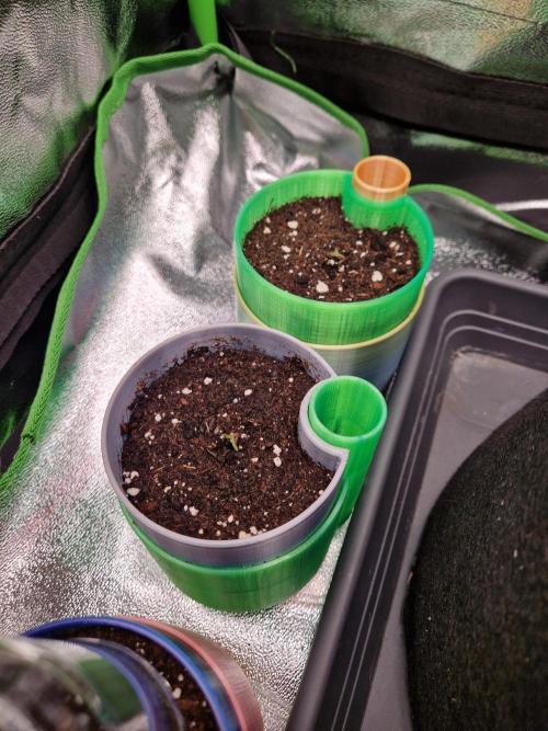 Green Gelato/Gelato Cookies/Isla Mirage. Week 0