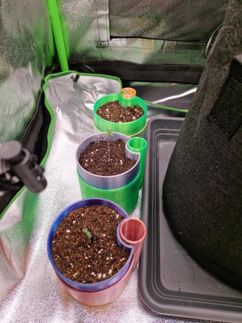 Green Gelato/Gelato Cookies/Isla Mirage. Week 0