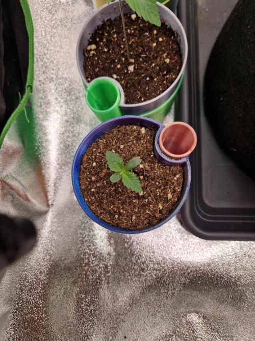 Green Gelato/Gelato Cookies/Isla Mirage. Week 1 - Isla Mirage