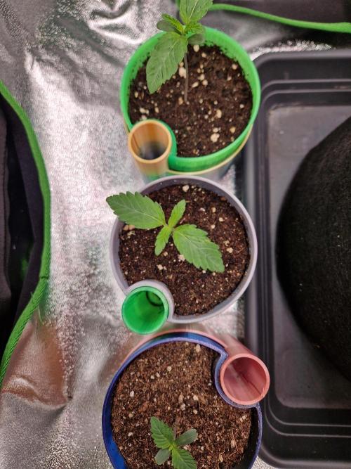 Green Gelato/Gelato Cookies/Isla Mirage. Week 1 - Green Gelato