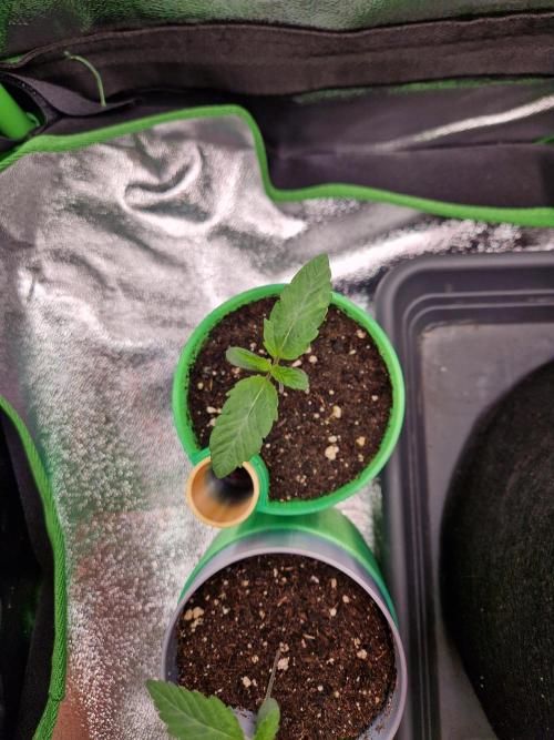 Green Gelato/Gelato Cookies/Isla Mirage. Week 1 - Gelato Cookies